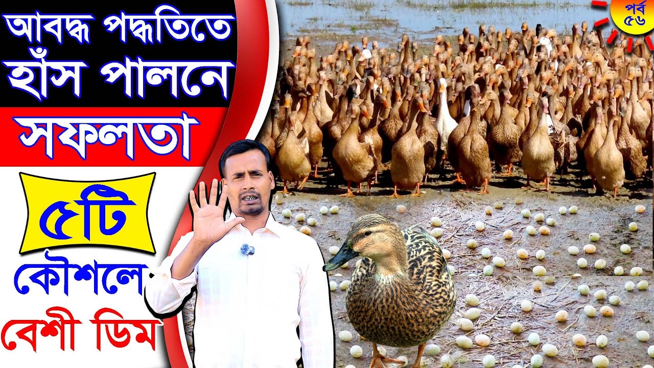 আবদ্ধ পদ্ধতিতে ডিমের হাঁস পালন | ডিম উৎপাদন বাড়ানোর ৫ কার্যকর কৌশল | SHK হাঁসের খামার