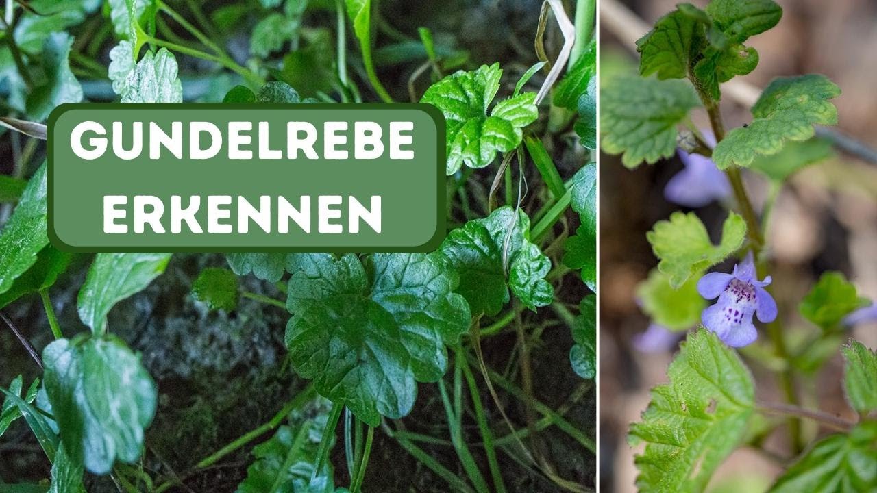 Die Gundelrebe erkennen