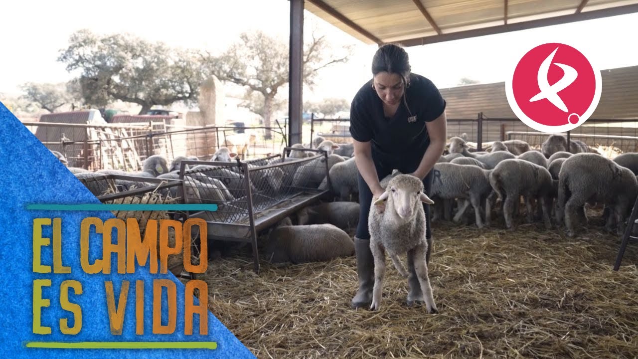 Chabeli repega antes de tiempo a las borregas para evitar robos | El campo es vida