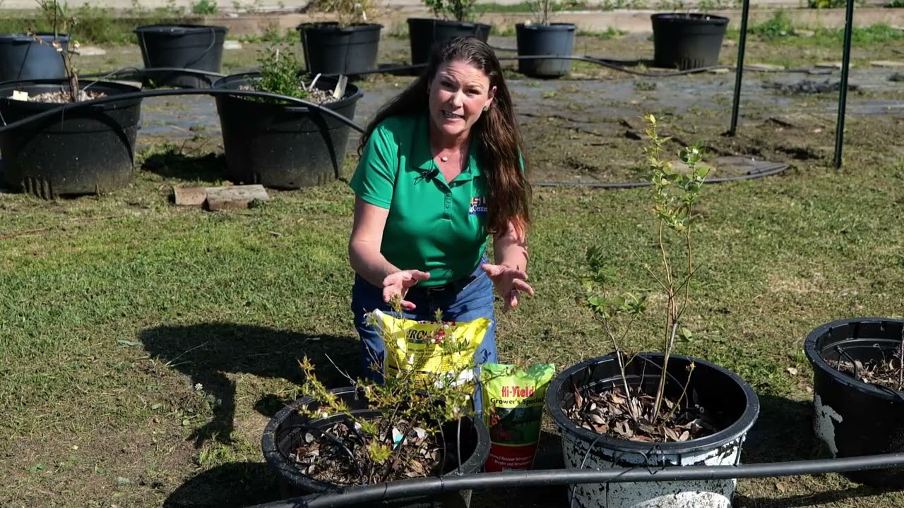 Fertilizing Blueberries