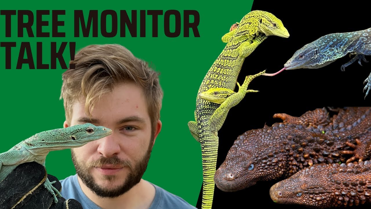 finding a true passion in tree monitors! borneo earless monitors and iguanas! TCRP-8. Parkers park!