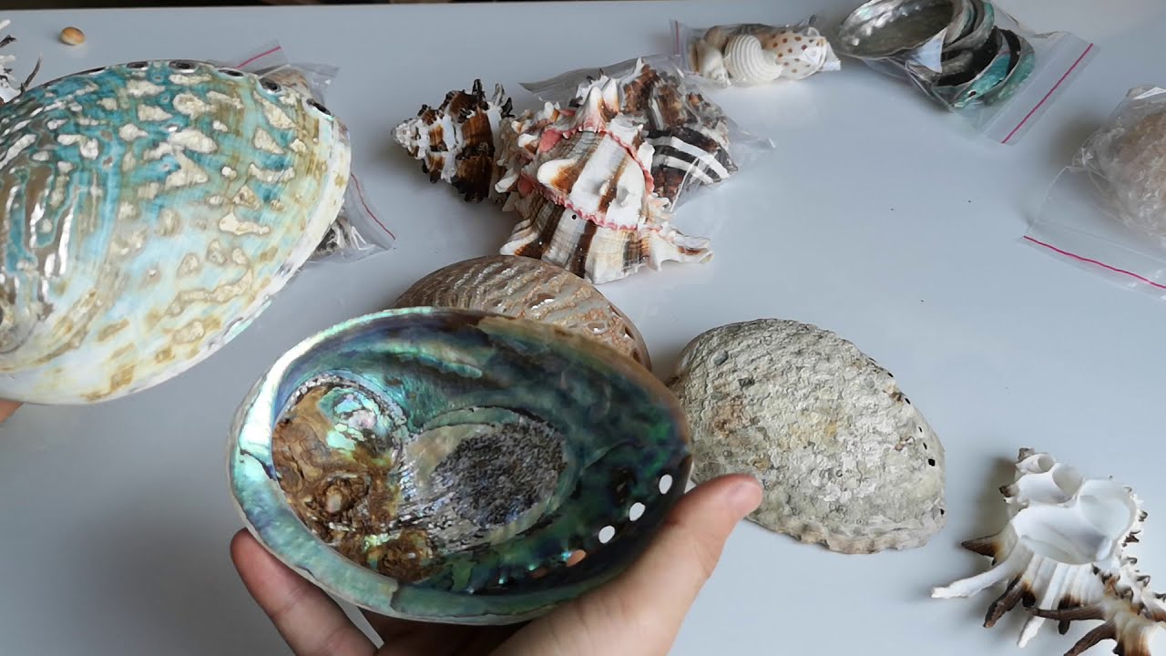 İzmirdeki deniz kabugu koleksiyonumun bir kısmı