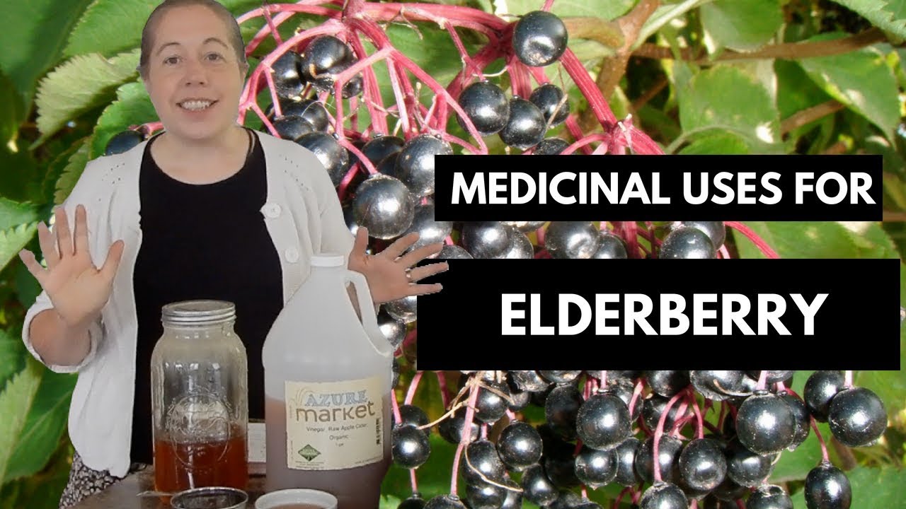 Using and Growing Elderberries / Flowers