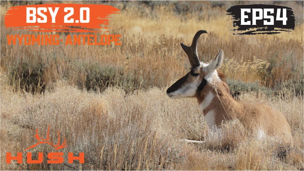 BSY | PRONGHORN ANTELOPE EVERYWHERE IN WYOMING | S2E54