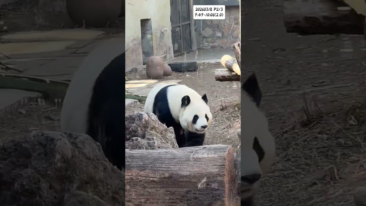 18.3.2026 P2/3 MengLan/萌兰日记