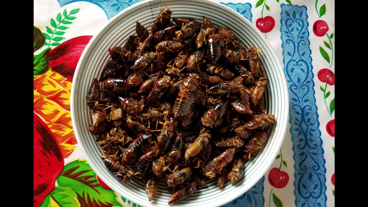 Cazando Chicharras en (San Francisco Yateé)