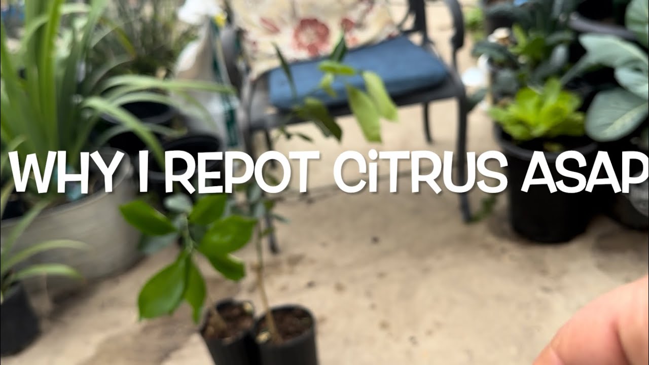 How & Why I Plant Mailed Citrus Trees in Containers ASAP |CaraCara Orange 
