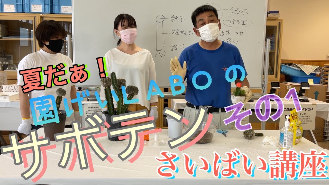 夏だあ　園芸LABOのサボテン栽培講座　その１　接ぎおろし　接ぎ木