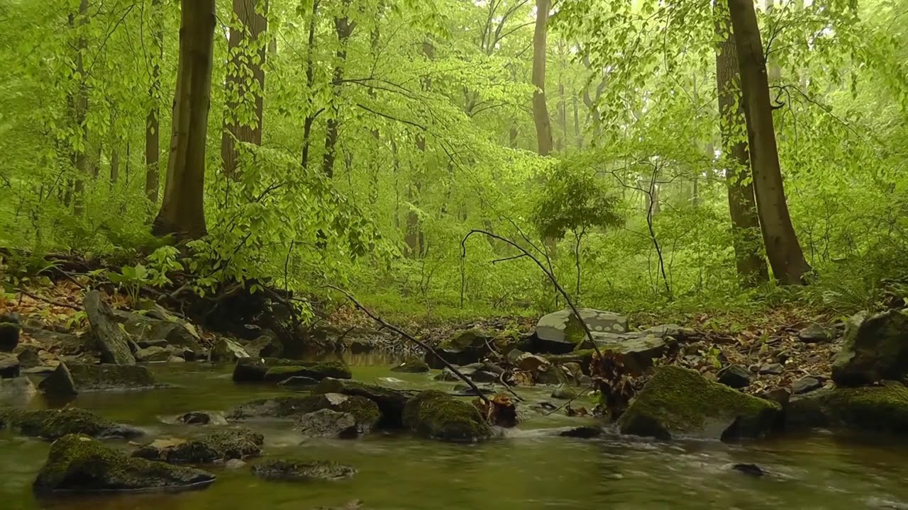 Relaxing Music Forest Massage