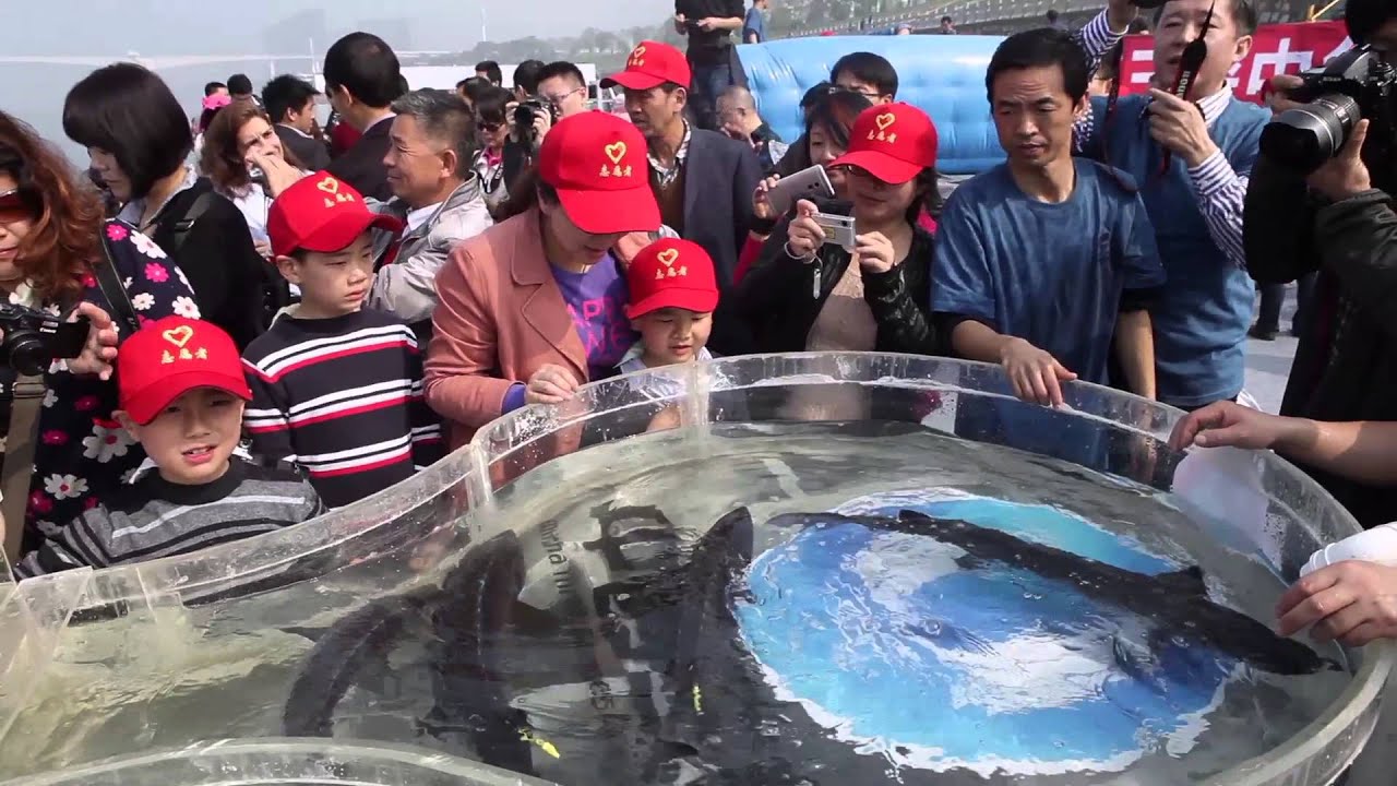 Protecting the Chinese sturgeon