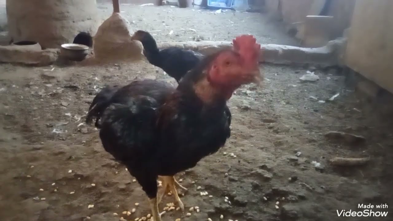دكين هندي بيور٤ فراخ لل ب ع