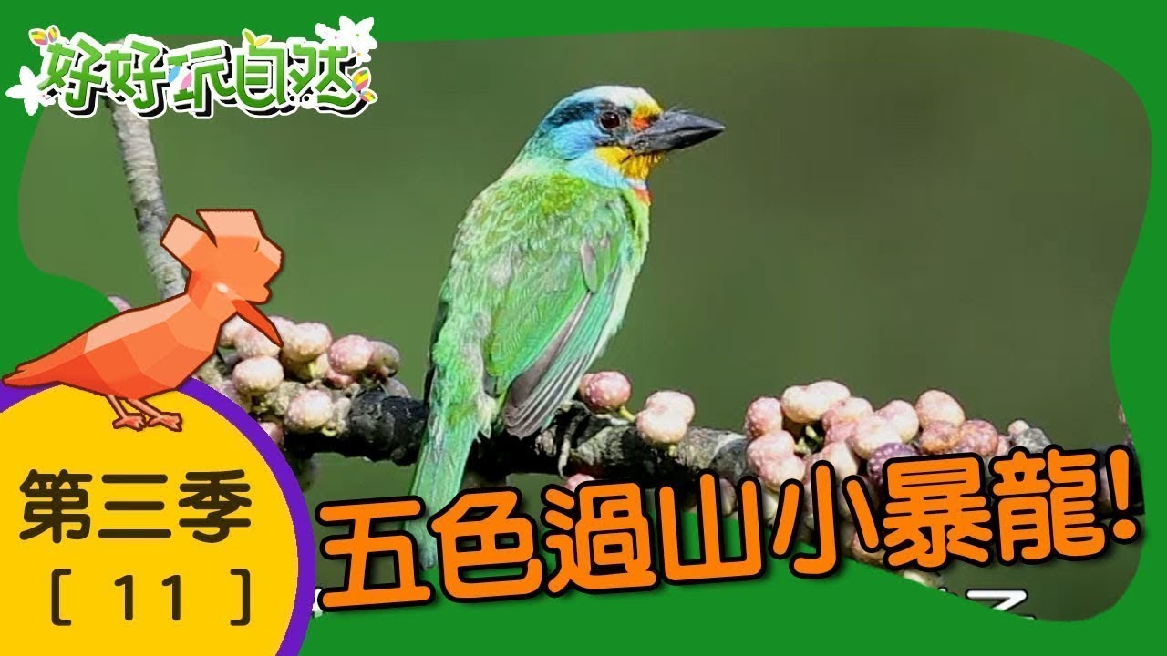 【好好玩自然】五色過山小暴龍！五色鳥 斯文豪氏攀蜥｜第11集_第三季｜安坑 二叭子植物園｜柳丁哥哥 崇瑋老師｜生態探索｜YOYO