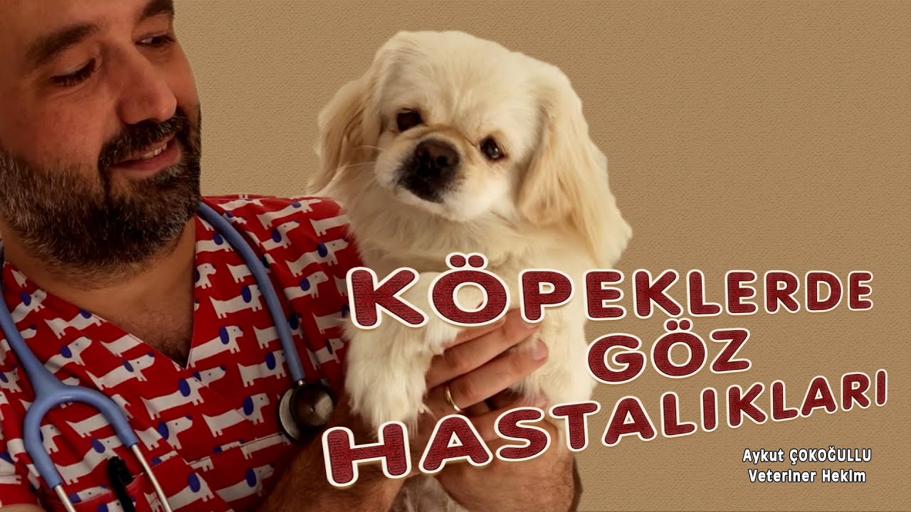 Köpeklerde Göz Hastalıkları
