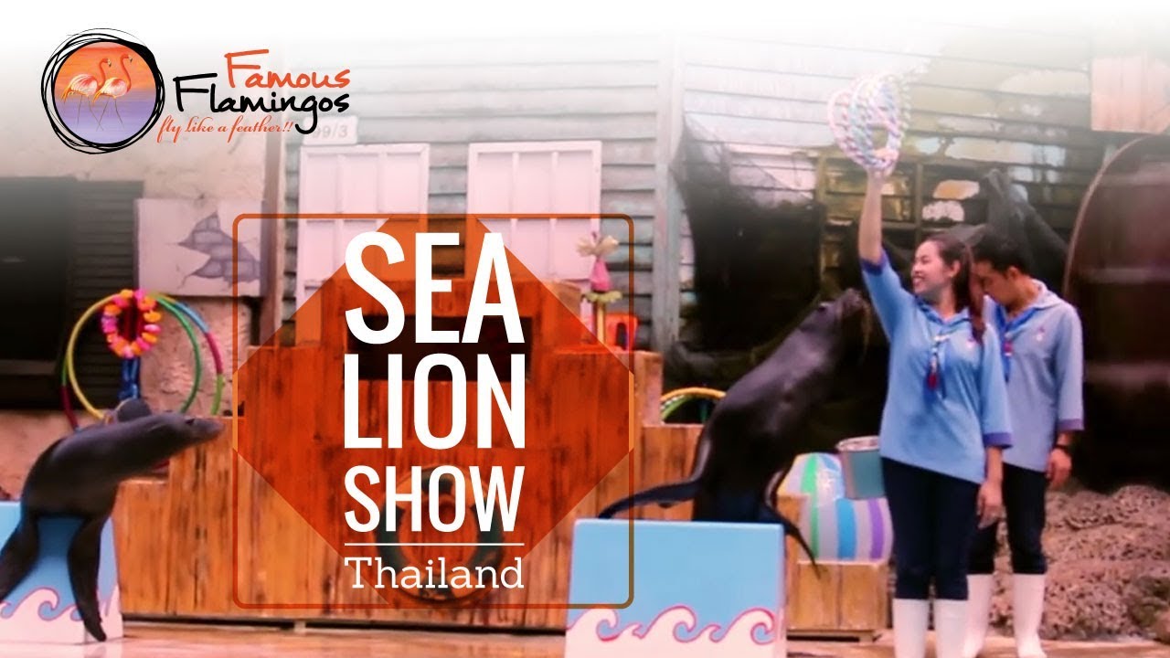 Sea Lion Show, Bangkok Safari World, Thailand