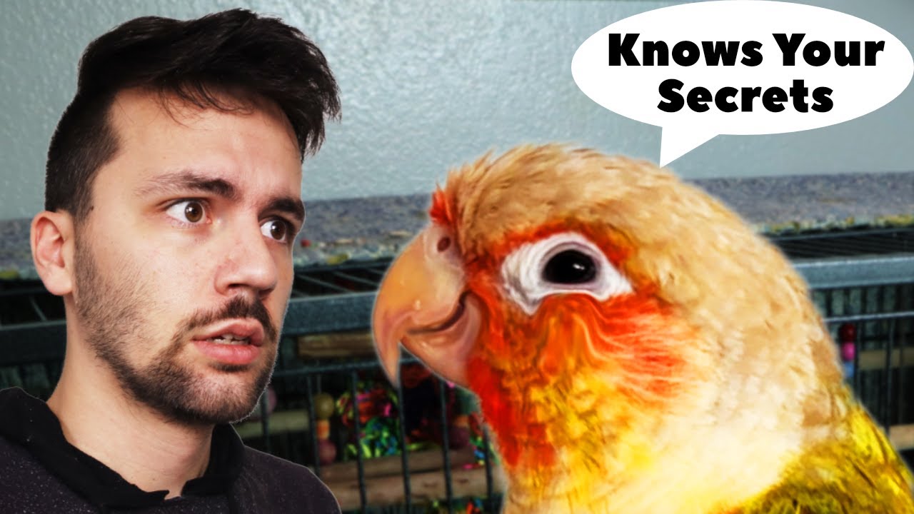 Top 9 Reasons Why You Should NOT Teach Your Bird English