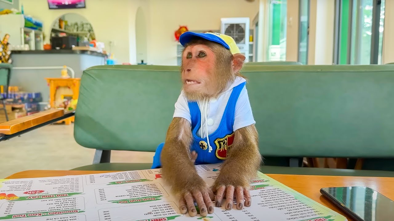 Monkeys Stealing Snacks in 2025 Too Cute to Be Mad At! 🍌🤣