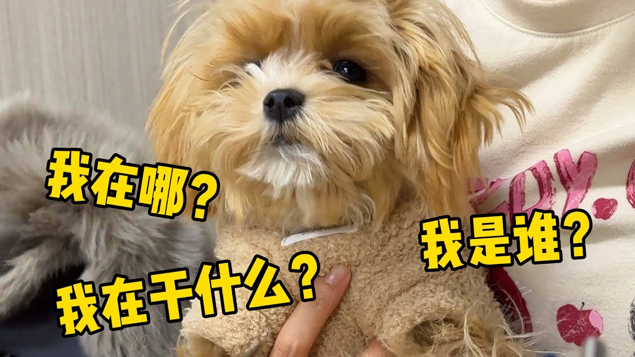 【喵来啦】当南方小狗第一次跟P人爸妈自驾游，狗：去了又好像没去？