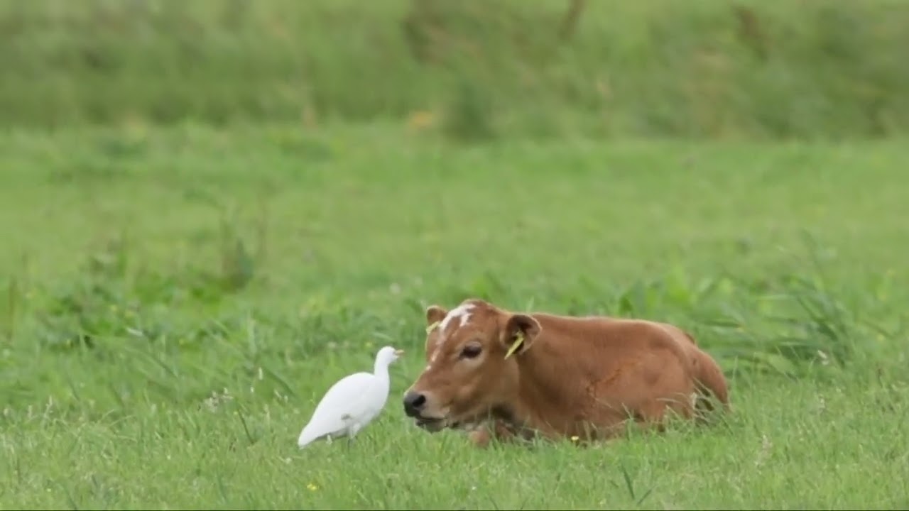 #90 Koereiger - Cattle Egret