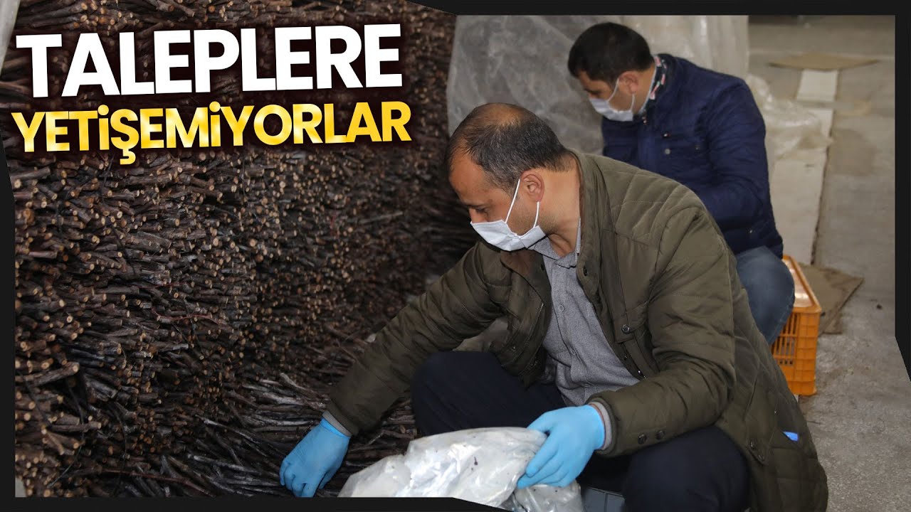 Tokat Bağ Yaprağı Fidanı Taleplerine Yetişmeye Çalışıyorlar