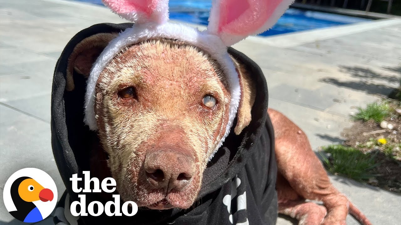 Blind Senior Dog Was Found Roaming The Streets | The Dodo