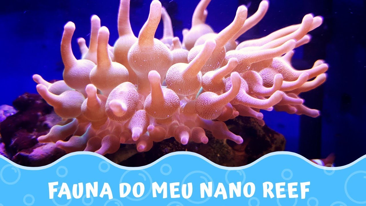 Fauna do meu Nano Reef | Aquário é Vida