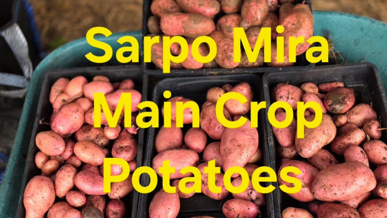 Container grown Sarpo Mira potatoes. 