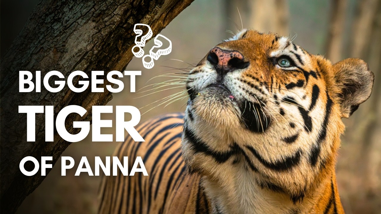 Panna Tiger Reserve Madla Zone Safari | Is This India's Biggest Tiger? (P661) | Wildlife Safari