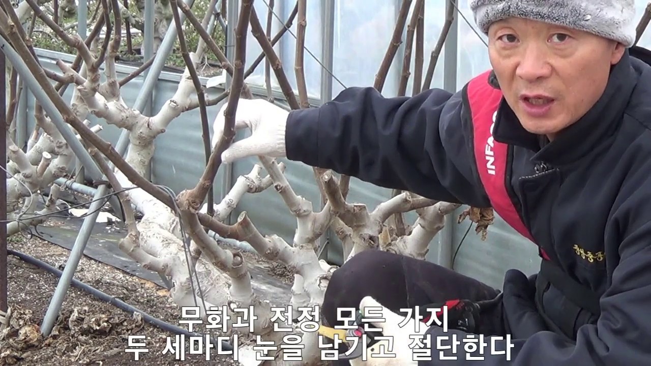 무화과 나무 전정 가지치기 작업 방법 Fig tree pruning pruning method