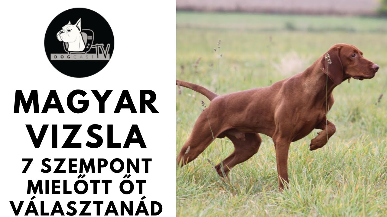 Mielőtt kutyát vennél - MAGYAR VIZSLA - 7 fontos szempont, mielőtt őt választanád!  DogCast TV