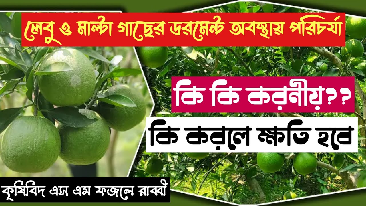 লেবু ও মাল্টা গাছের ডরমেন্ট অবস্থা | সঠিক পরিচর্যা পদ্ধতি জানুন | Citrus Dormancy Care ||
