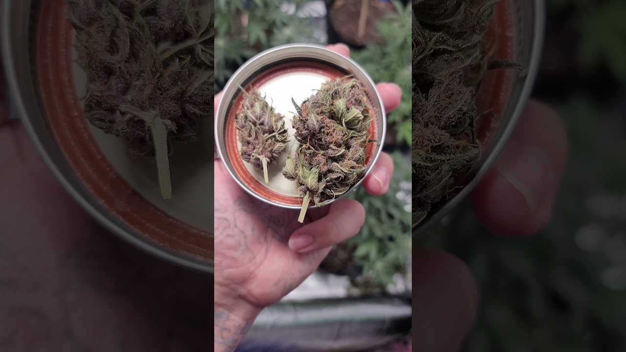 Purple Kush Autoflower dried and cure. Smells so dank!