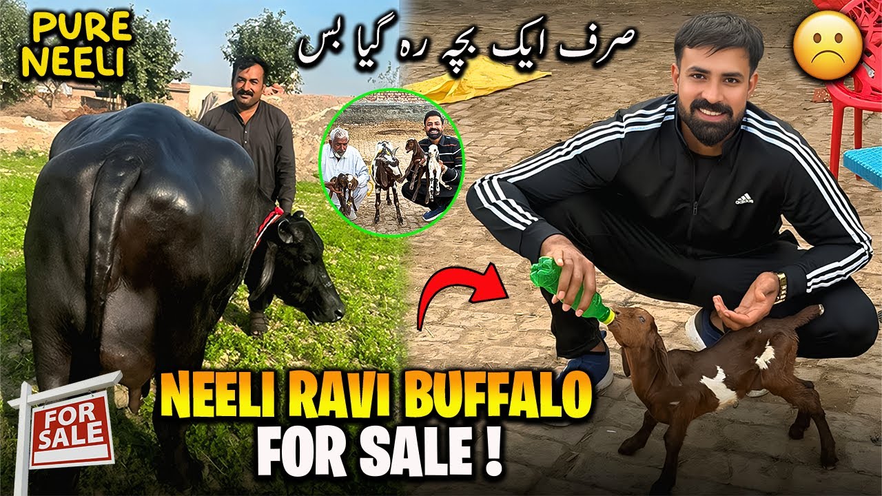 Pure Neeli Ravi Buffalo For Sale 🐃 | بکری کے تین بچے مر گئے ابو پریشان