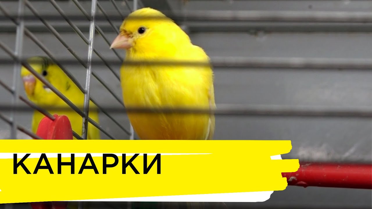 Канарки
