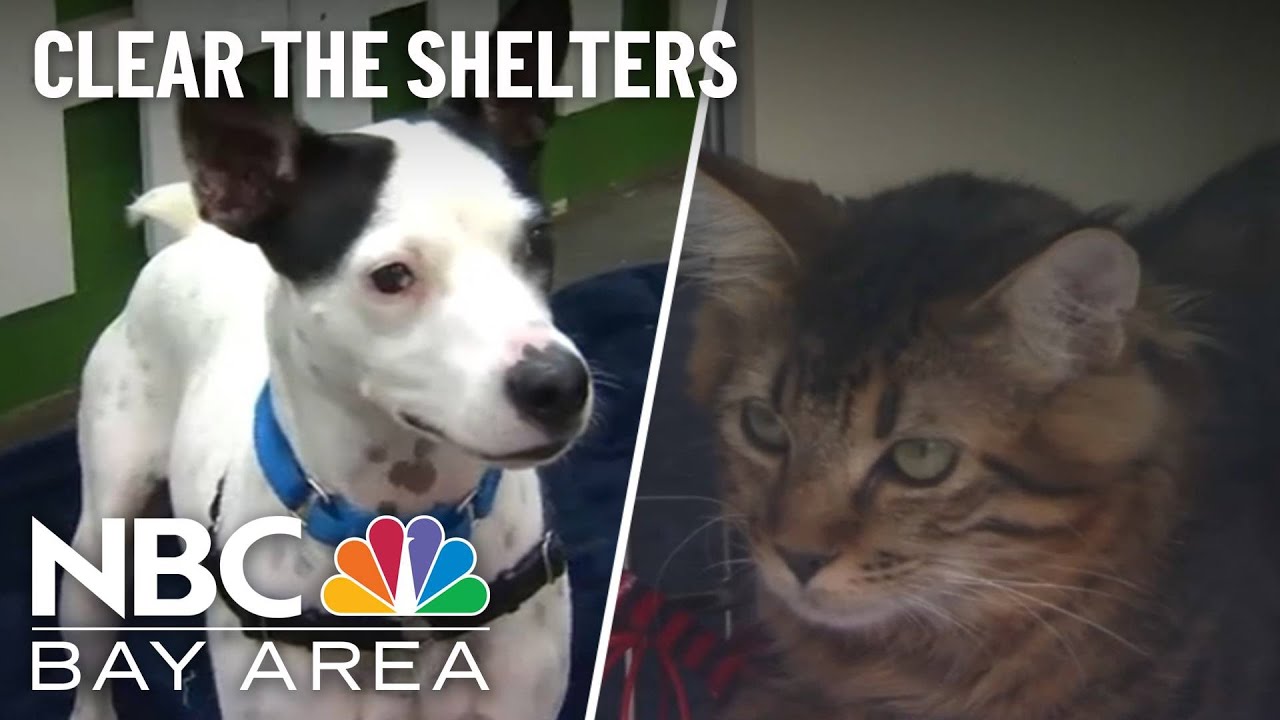 Clear the Shelters: Pets Find Forever Homes in the Bay Area