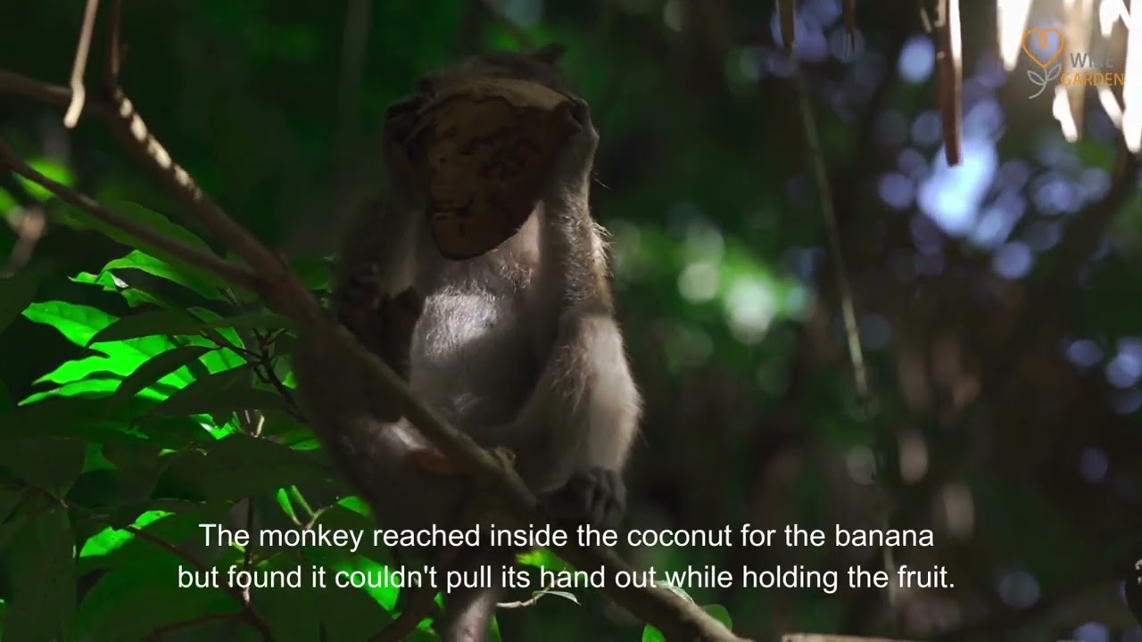 Story of the Monkey Trap