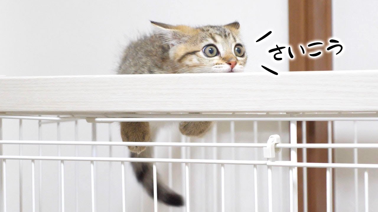 ついに子猫がケージに登る楽しさを知ってしまった…