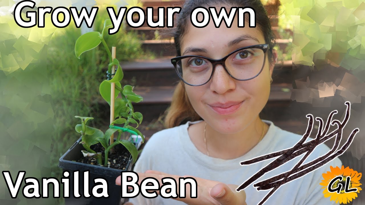 Grow your own Vanilla Bean Orchid - 100 years for vanilla?
