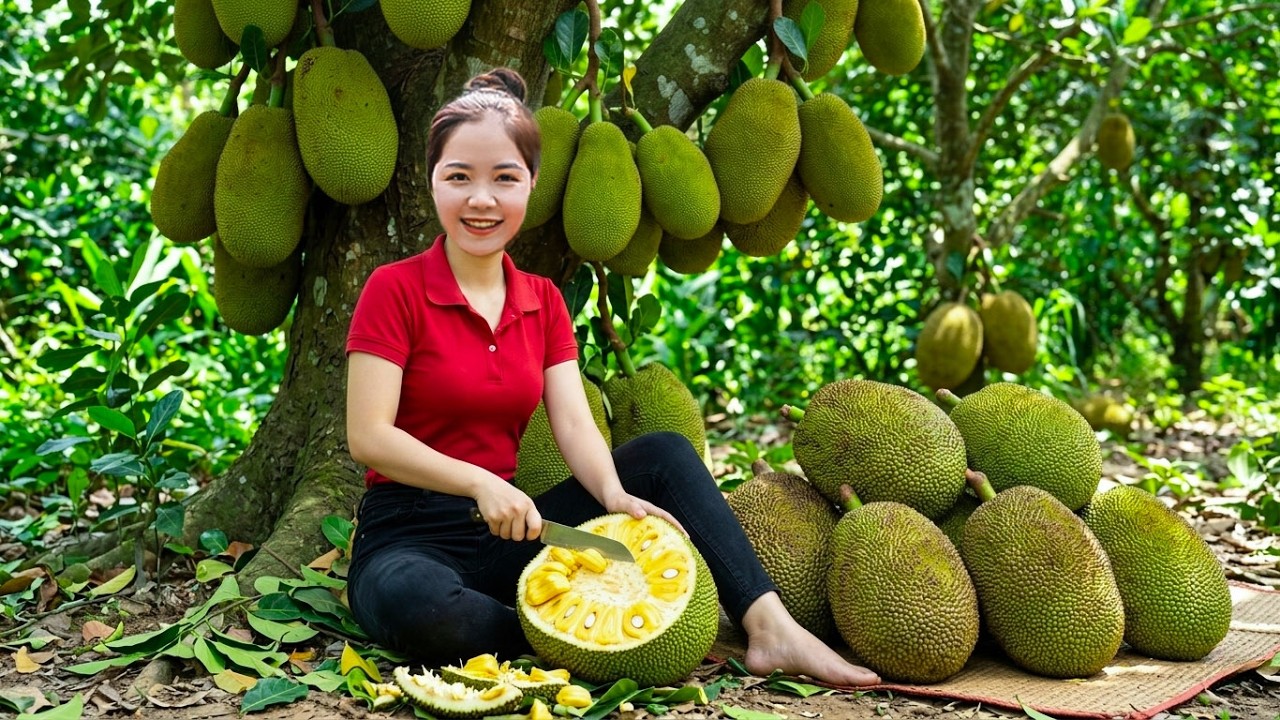 TIMELAPSE --Harvesting 1000+KG of Giant JACKFRUIT – Fresh From the Tropical Farm