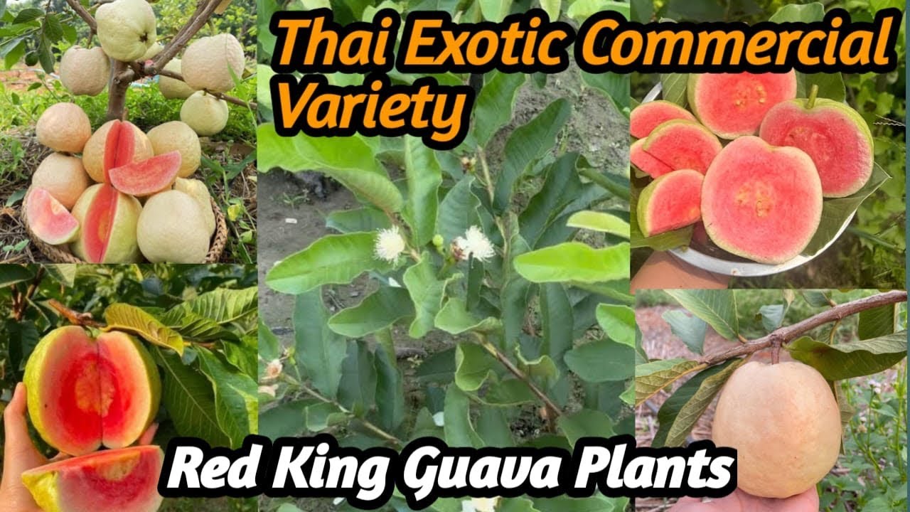 Thailand Variety Red King Guava Plants || The Best Commercial Variety Farming || 📞~8637817286 