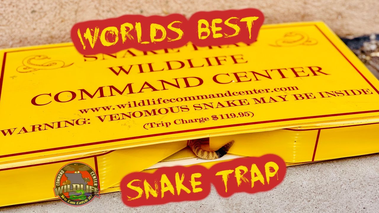 1.14 Snake Trapping, Wild Release, Snake Traps, How to trap snakes #snake #snakerescue