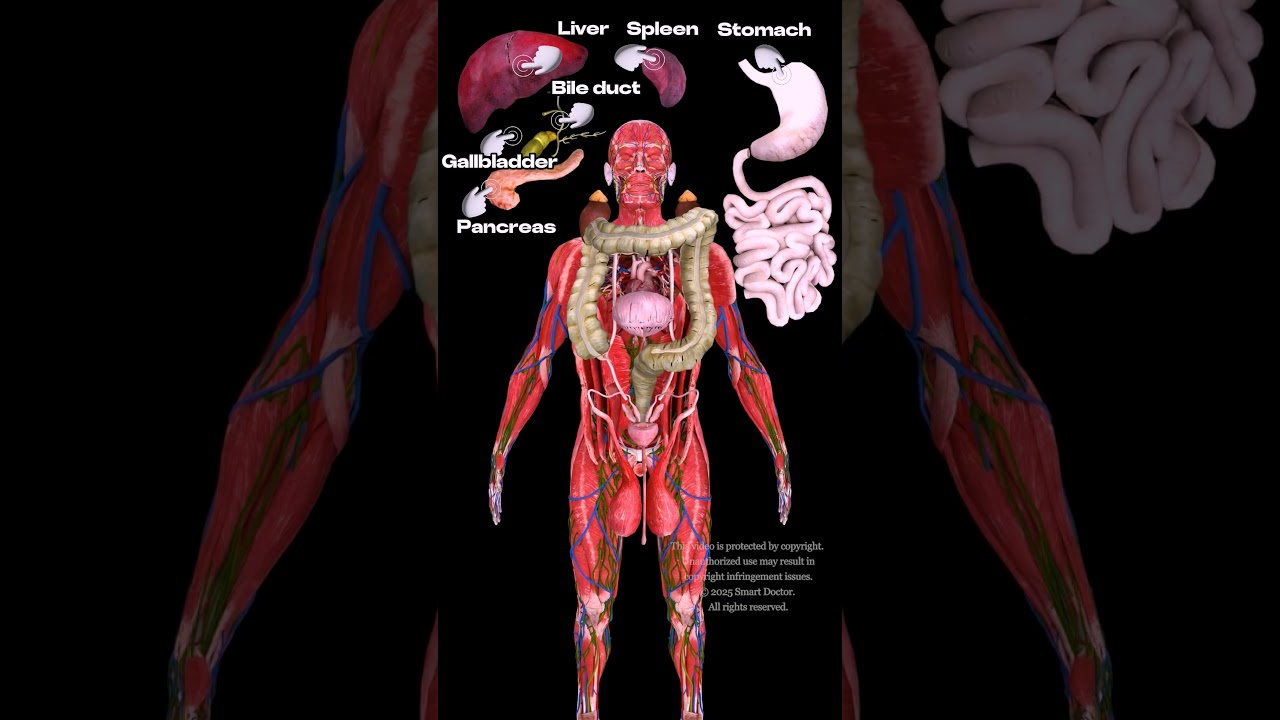 The Human Internal Organs: An Overview  ✨