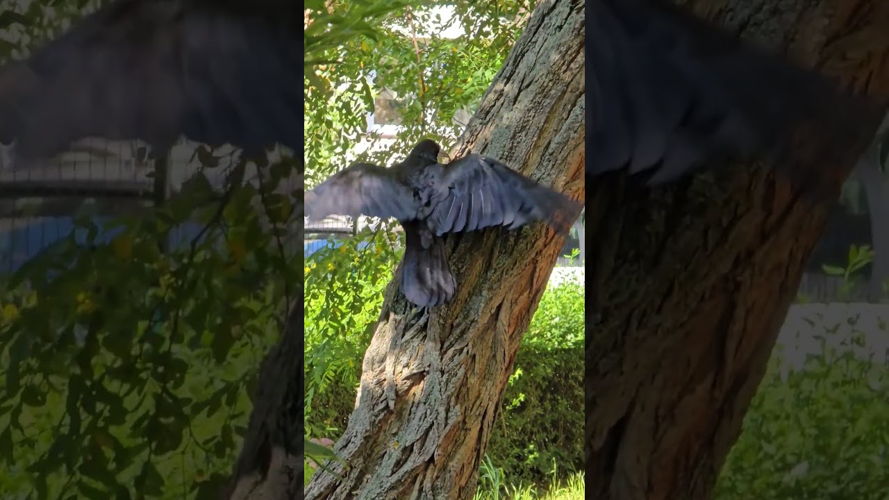 beautiful bird ❤️ 🐦 crow