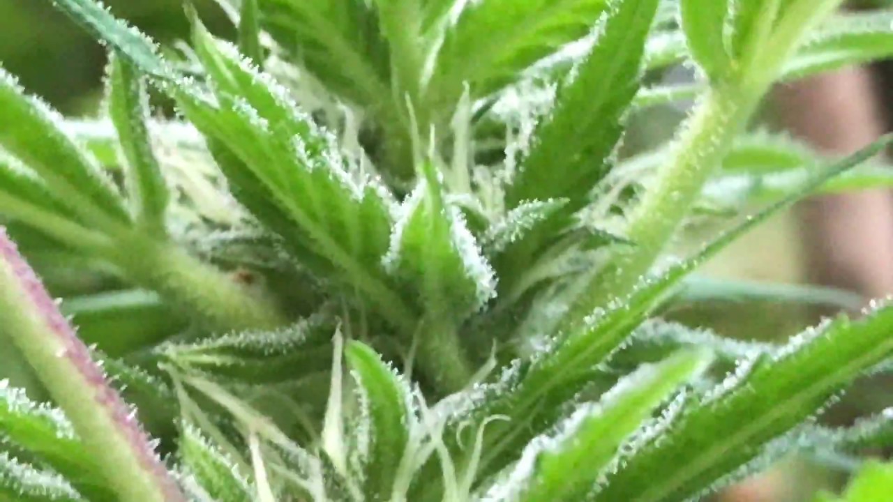 Cannabis Grow September 7 2017 White Siberian Dinafem !!