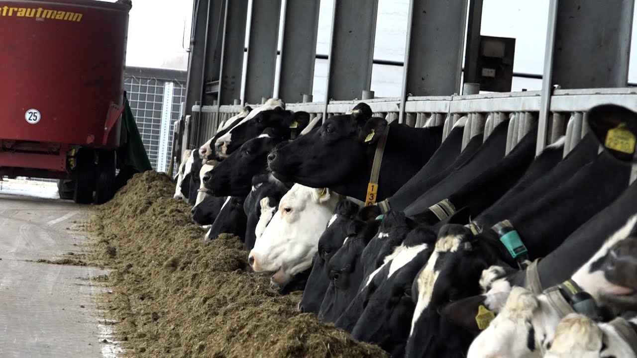 Holande: Ferma ku prodhohet mesatarisht brenda dites 34 l, per nje vit 9000 l per gjedhe