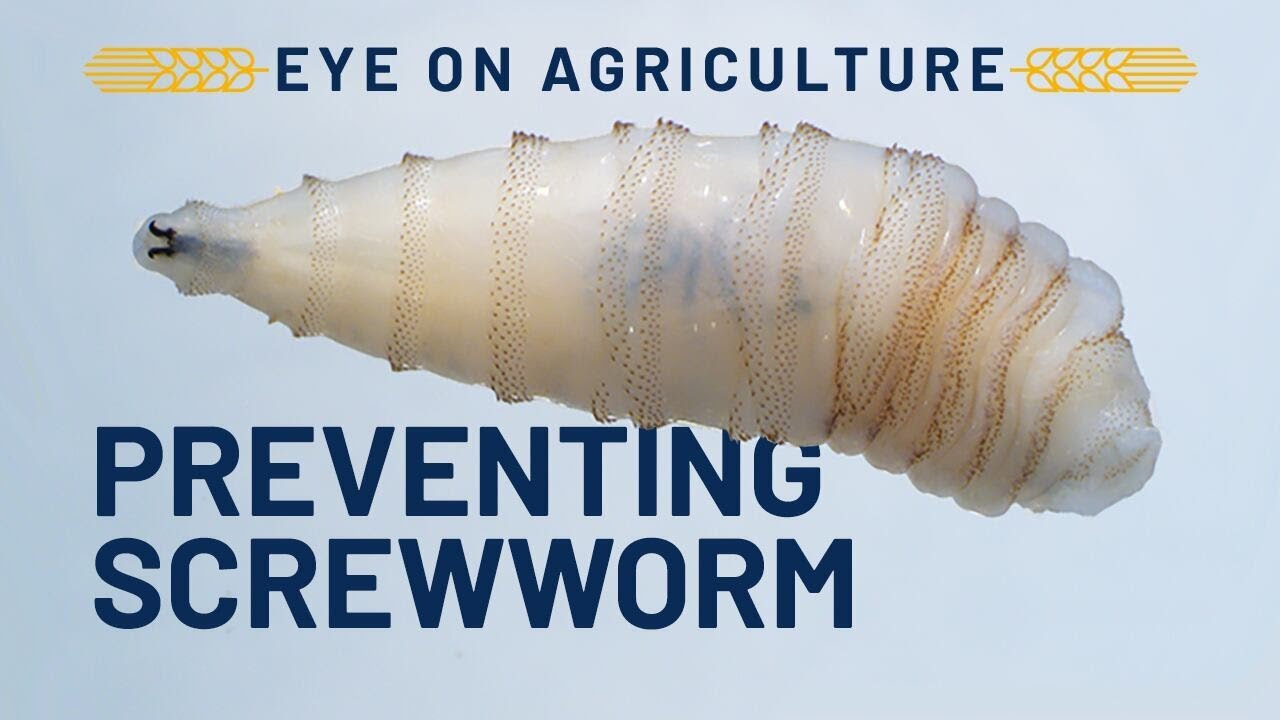Preventing Screwworm