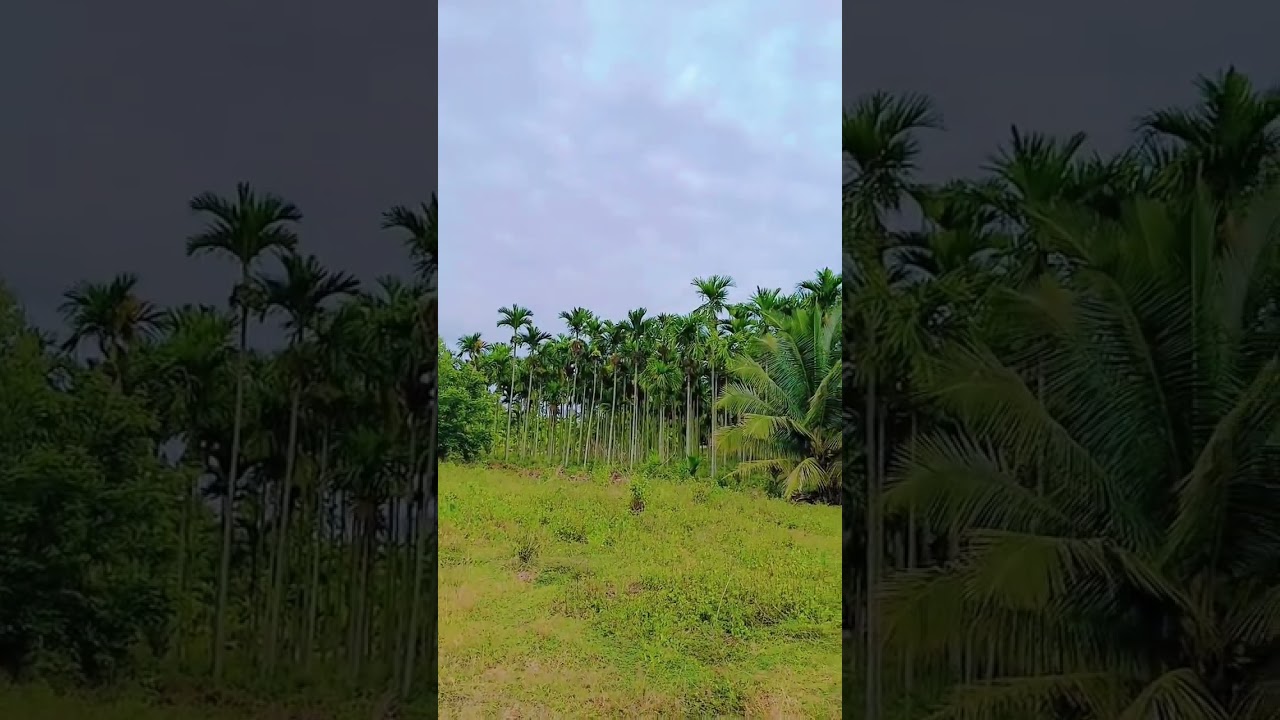 Areca catechu #nature #farming #agriculture #arecanutfarming #love #plant #music #place #arecanut