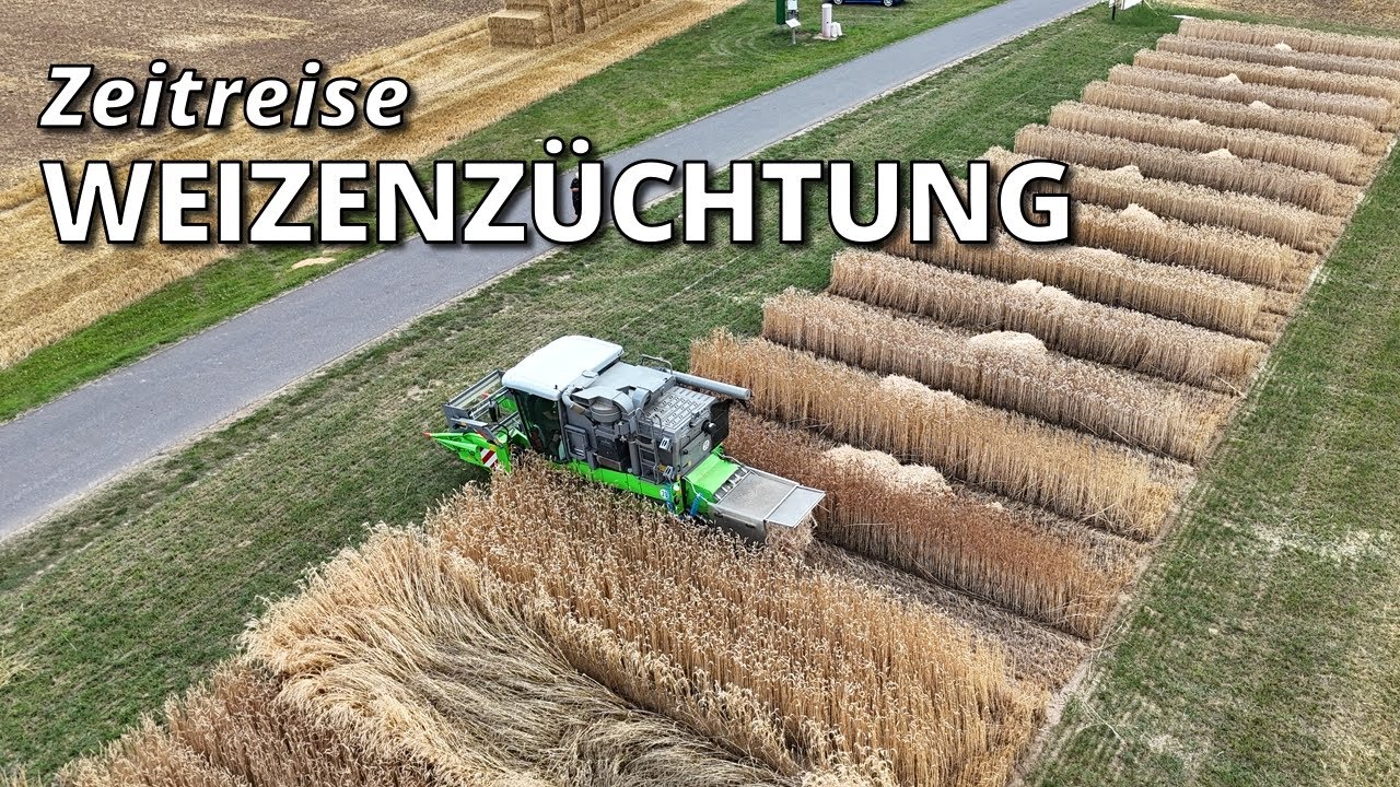 Gestern - heute - Morgen Kommt mit auf #Zeitreise Weizenzüchtung