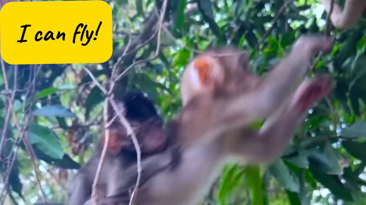 Piggyback Monkey Goes Flying 🌳🐒