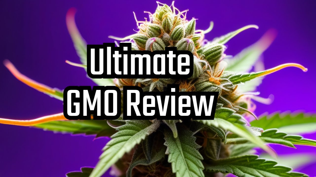 Strain Review: Why This GMO Cannabis is LEGENDARY.