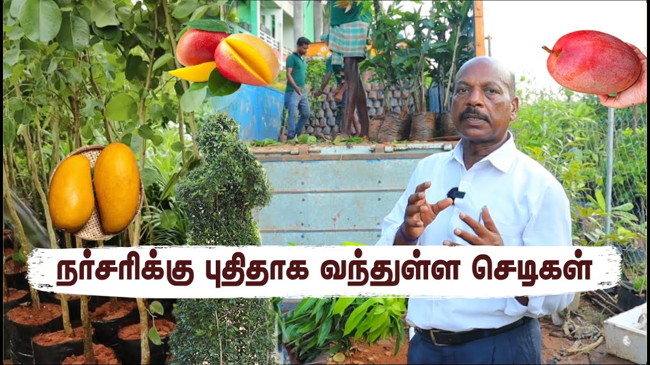 🤩40+ New Arrivals: Sandalwood Trees, Exotic Mangoes, Rare Jackfruit & More | நர்சரியில் புது வரவு🌱🪴
